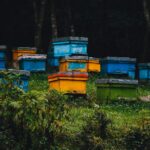 Wie viel Honig sammelt eine Biene in einem Leben?
