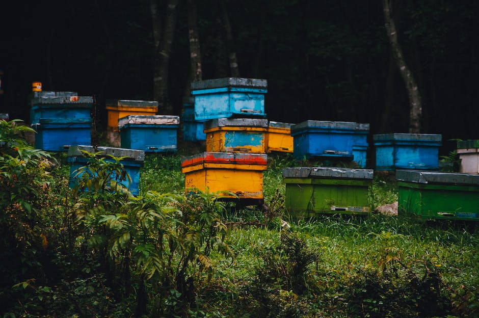 Wie viel Honig sammelt eine Biene in einem Leben?
