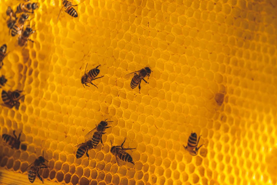  kg Honigproduktion pro Bienenvolk