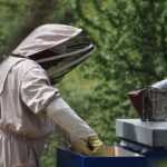 kg Honigproduktion durch Bienenvolk