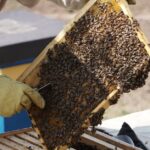 Bienenvolk produziert Kilo Honig