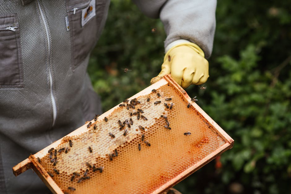  Bienenvolk produzieren während des Jahres im Durchschnitt bis zu 20 Kilogramm Honig.