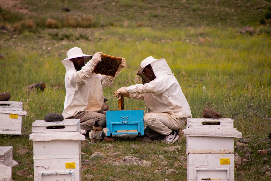 Bienenvolk produziert jährlich X Kilo Honig