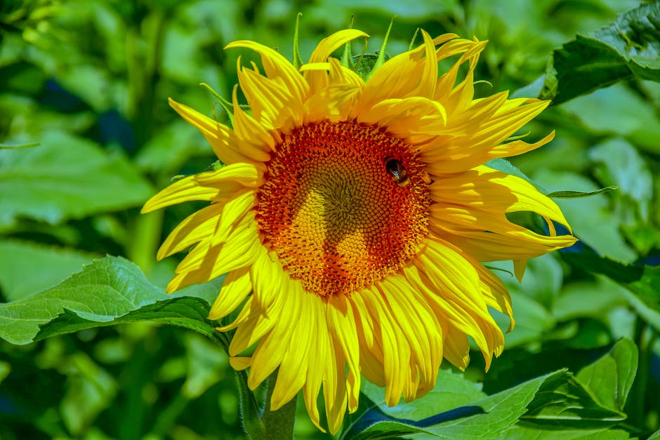 Bienen besuchen Tausende Blüten für 1 kg Honig