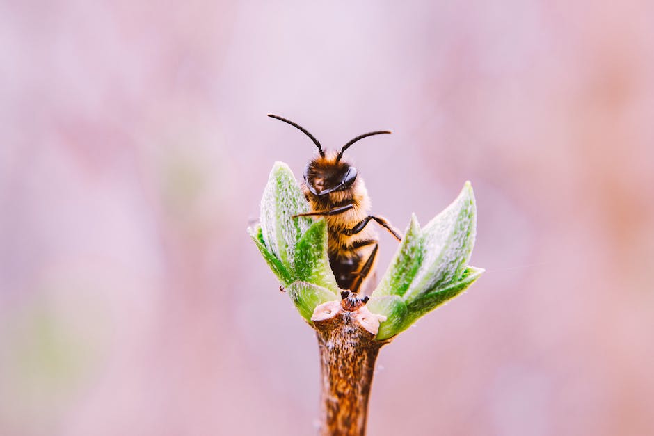  Bienen Reisen große Entfernungen zum Honig sammeln