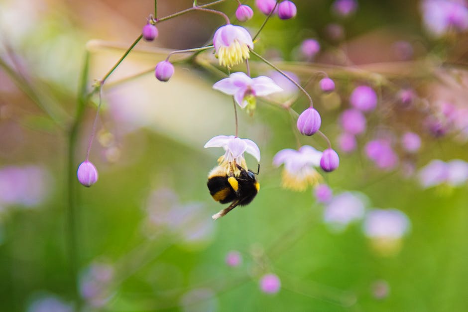 Bienen weit fliegen Honig sammeln