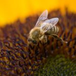 wie Bienen Honig herstellen