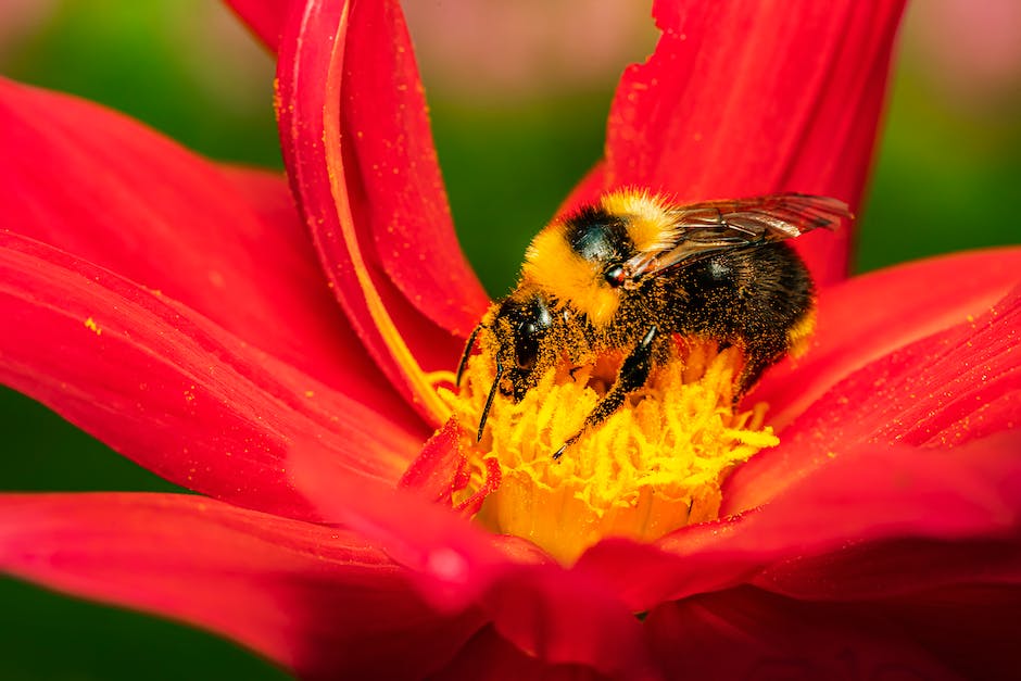  Herkunft des Honigs aus der Biene