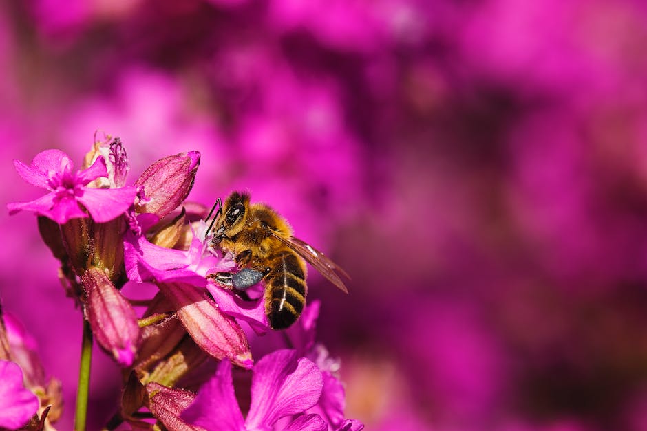  Honigproduktion durch Bienen