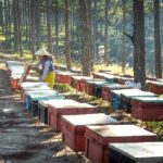 Honig aus Biene gewonnen