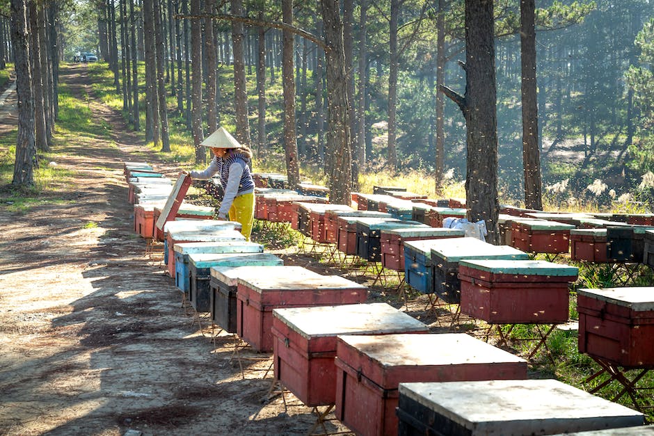 Honig aus Biene gewonnen
