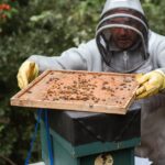 Hirnaktivierung durch Honig