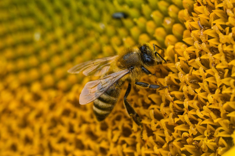 Bild des Honigs auf Reise von Bienen erzeugt