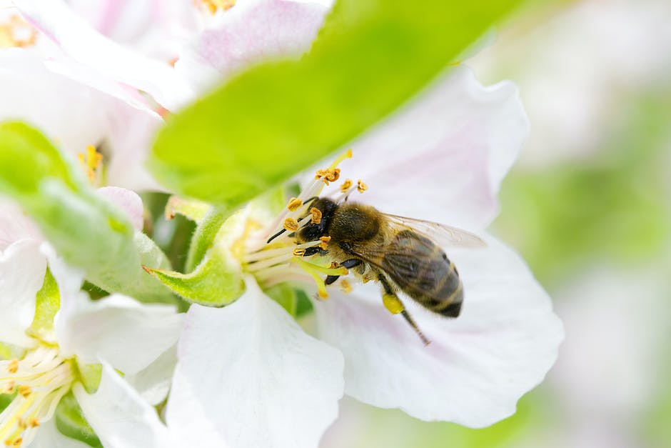 Bienenzucht und Honigproduktion