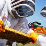 Honigherstellung durch Bienen