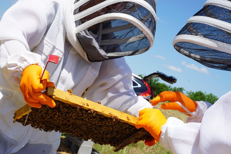 Honigherstellung durch Bienen