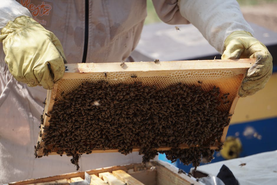 Bienen machen Honig als Nahrung