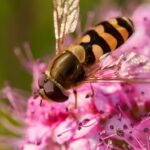 Bienen machen Honig um Nektar und Pollen zu sammeln.