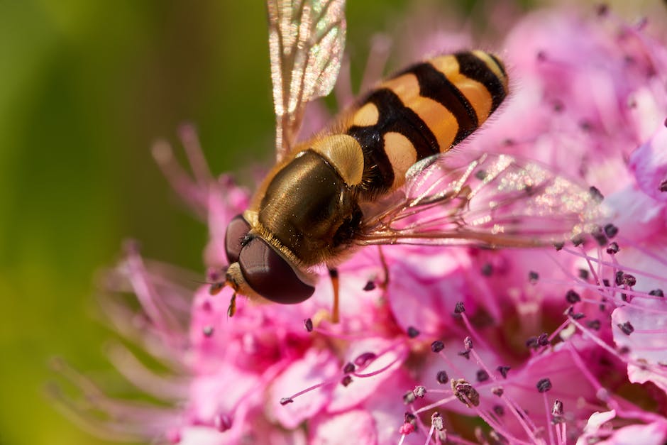 Bienen machen Honig um Nektar und Pollen zu sammeln.