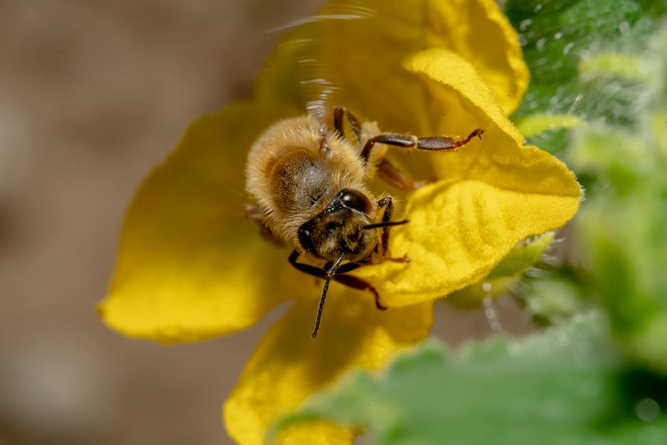  Produzieren Bienen Honig um ihren Nachwuchs zu ernähren