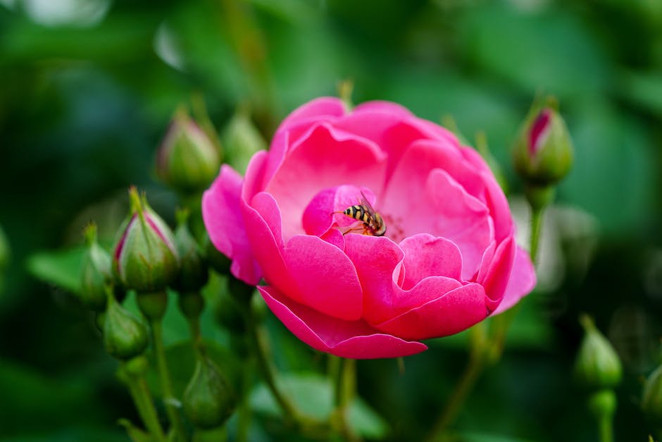  Bienen produzieren Honig als Nahrungsquelle