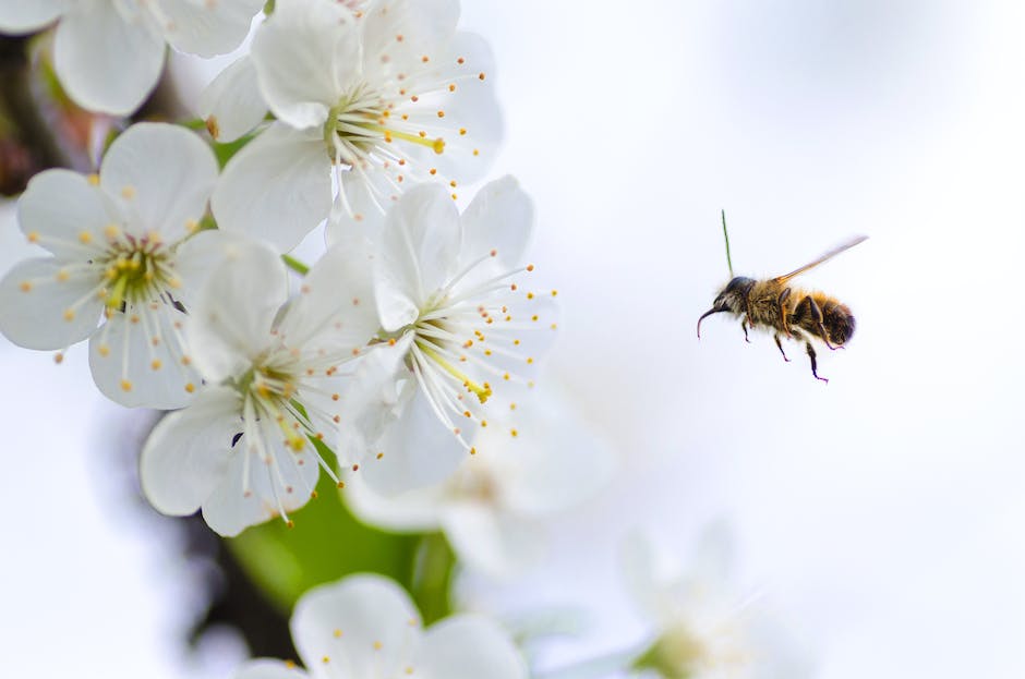 Produktion von Honig durch Bienen